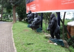 Gorillas aus Plaste: Im Norden Ruandas kann man die echten sehen